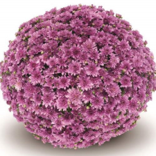 Latin Name: Chyrsanthemum x morifolium 
<br/>
Common Name: Belgian Fonti Dark Pink
