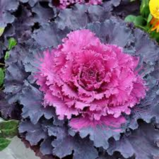 Latin Name: Brassica oleracea
<br/>
Common Name: Osaka Red Flowering Cabbage
