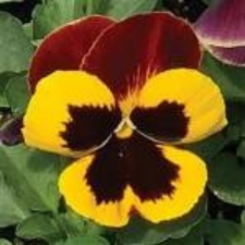Latin Name: Viola x wittrockiana
<br/>
Common Name: Pansy Matrix Red Wing

